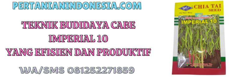 teknik,budidaya,cabe besar,cabai besar,pertanian indonesia